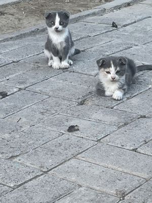Продам котят не дорого