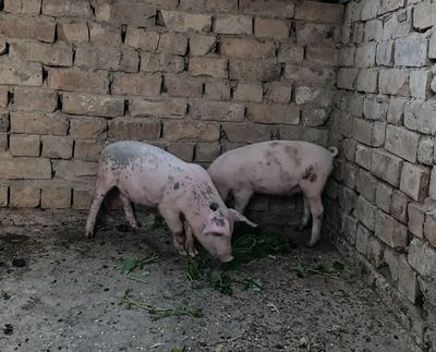 Продам 1 кабанчика и 1 свинку