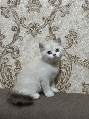 Серебристая шишилла