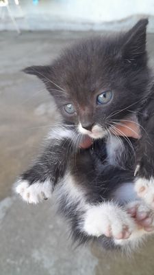 Котята красивые местные