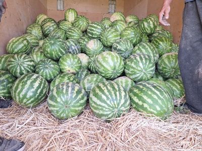 Тарвуз Арбуз оптом нархларда Тошкент вилояти бекобод туманида 10 гекта