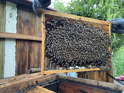 Продается осы с медом внутри, полный комплект с недогонкой