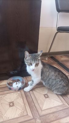 Бездомная, добрая кошечка