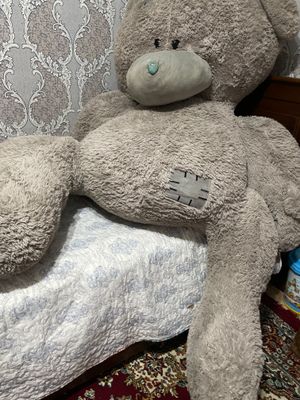 Teddy ayigʻi eng kattasi