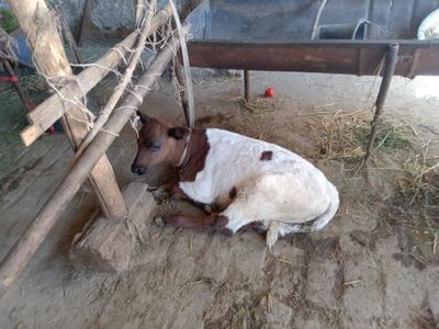 2 ta ona bola sigir sotiladi ikkalasi ham 10 litr sut beradi