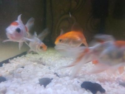 Akvarium baliqlari