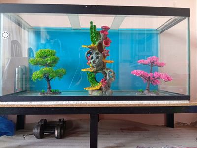 Аквариум, рыбки, подводный мир