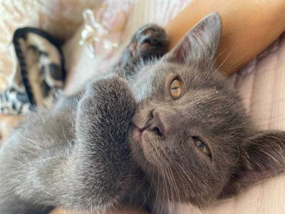Продаются котята Веслоухие