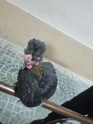 Assalomu Alaykum yapon tovuq sotiladi