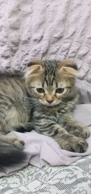 Срочна мушук боласи сотилади