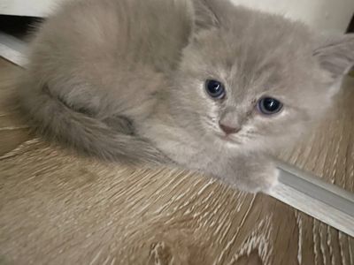 Купить кошку в цена договорная только в хорошие руки
