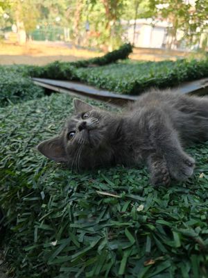 Котята, девочки, 1-3 месяца