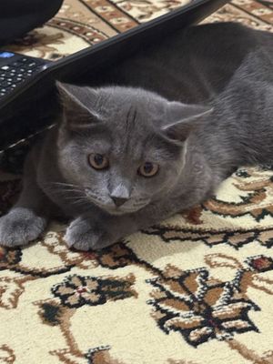 Кот для вязки. Скоттиш страйт