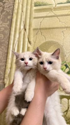 Продаются чистокровный рэгдоллы