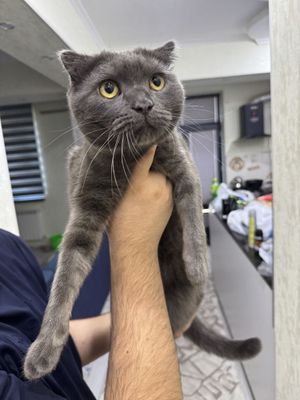 Вязка! Скотч фолт