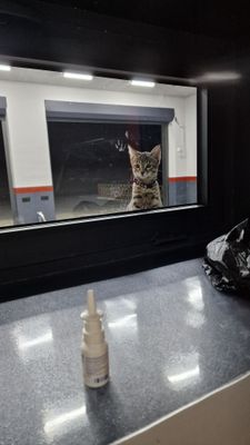 Потерялась кошка, ищю кота, mushikni izlayapman