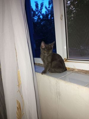 продаю котят Скоттиш страйд