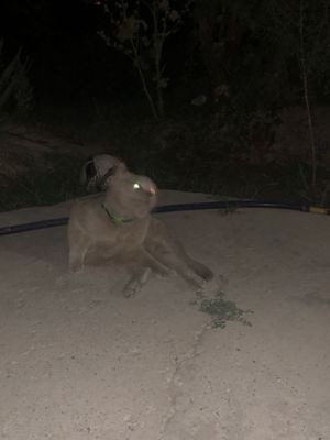 Кошка глей красавиц 2 года