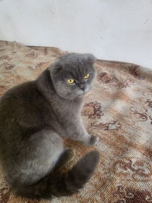 uy mushugi sotiladi erkak