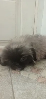 Продается щенок пикинесс