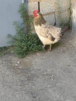 Birama tovuq va jojala bor sotiladi