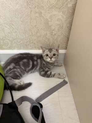 Кошка! Яхши боқилган! Уй мушуклари.