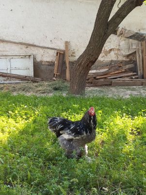 Brama xoroz tovuq