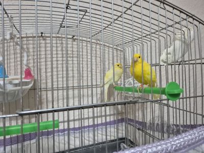 Продам пару канареек