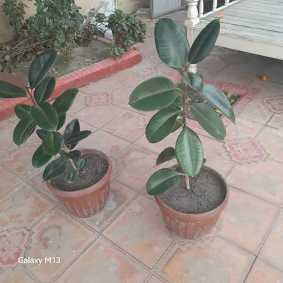 Фикус махаллий номи кора шахзода