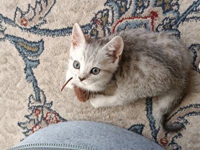 Британский котёнок окрас - серебристо мраморный шиншилла (мальчик)