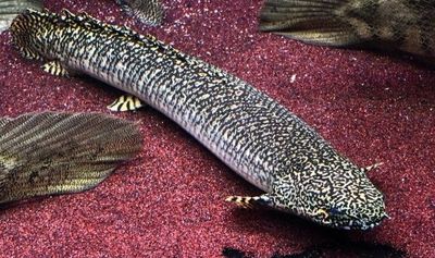 Полиптерус орнатипинис (Polypterus ornatipinnis),