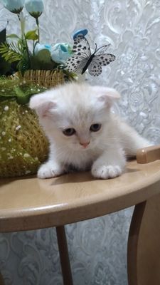 Серебристые Котята