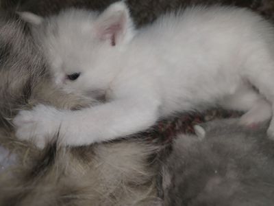 Продаётся котенок