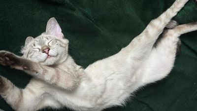 Продаю милую кошечку СИАМСКОЙ ПОРОДЫ