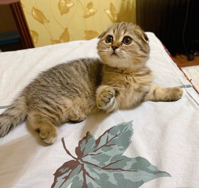 Чистокровные котята