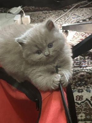 Британские котята от Родословной папы