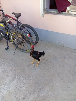 Qora xôroz urishishni biladi