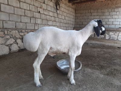 Hisori barra qo‘chqor