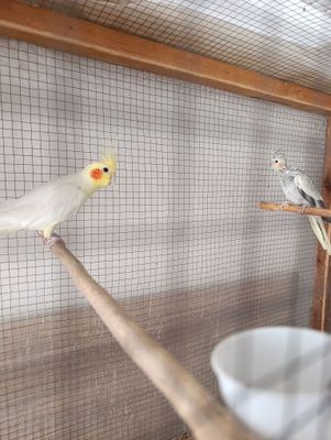 Karella tayyor para sotiladi + andurka nar