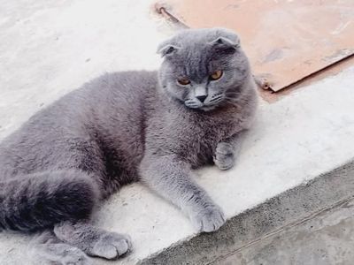 Mushuk honaki tarbiyalangan judayam ajoyib odamni tinchilantradi