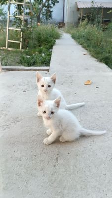 Ок мушук болалари сотилади 4 дона