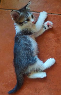 Котёнок малышарик
