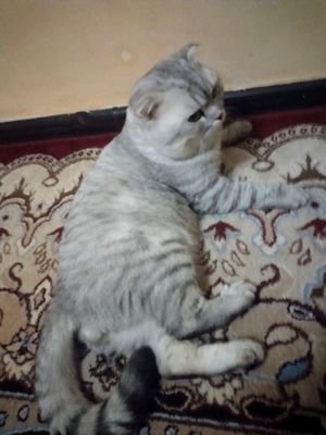 Mushuk shinshila toza qon sotiladi
