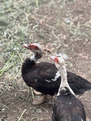 Indutka sotiladi
