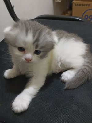 Срочно! Продаю котёнка