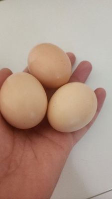 Продаются домашние яйца