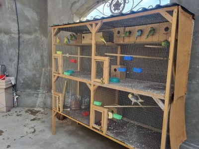 Тутила ини бн сотилади хаммаси соглом кизикканлага оптом бервораман