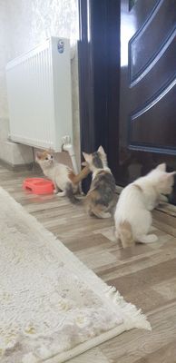Котята в хорошие руки
