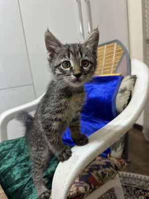 Кошечка девочка серая, мальчик белый в лобрые руки
