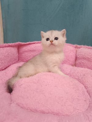 Продаётся чистокровный британский котёнок мальчик
